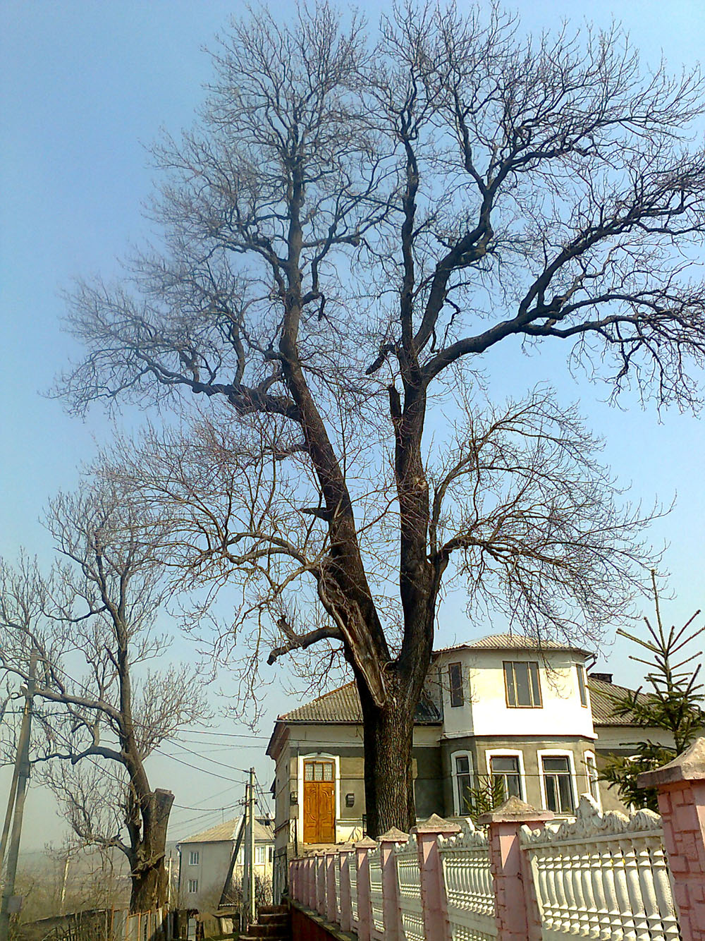 Монастириські ясени